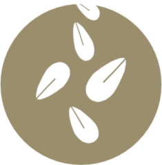 Sesamo